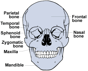Sorry, that The facial skeleton The facial skeleton think already